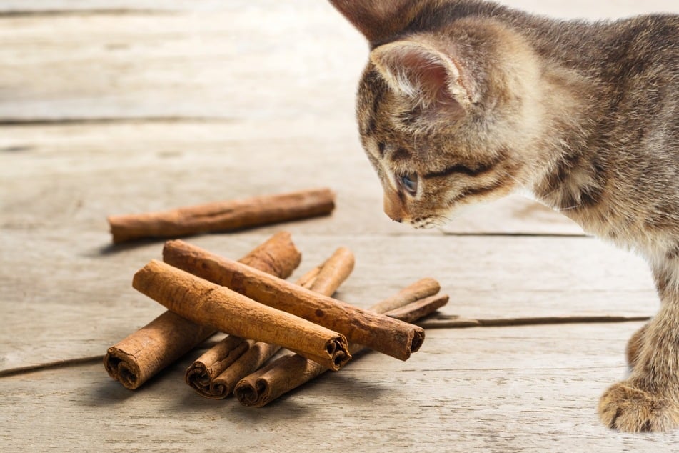 Schon kleine Mengen Zimt können Katzen schaden.