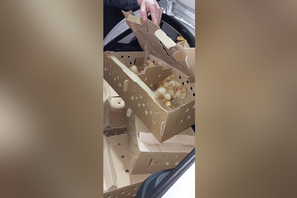 Die Tiere wurden in jämmerlichen Kartons über die Grenze transportiert.