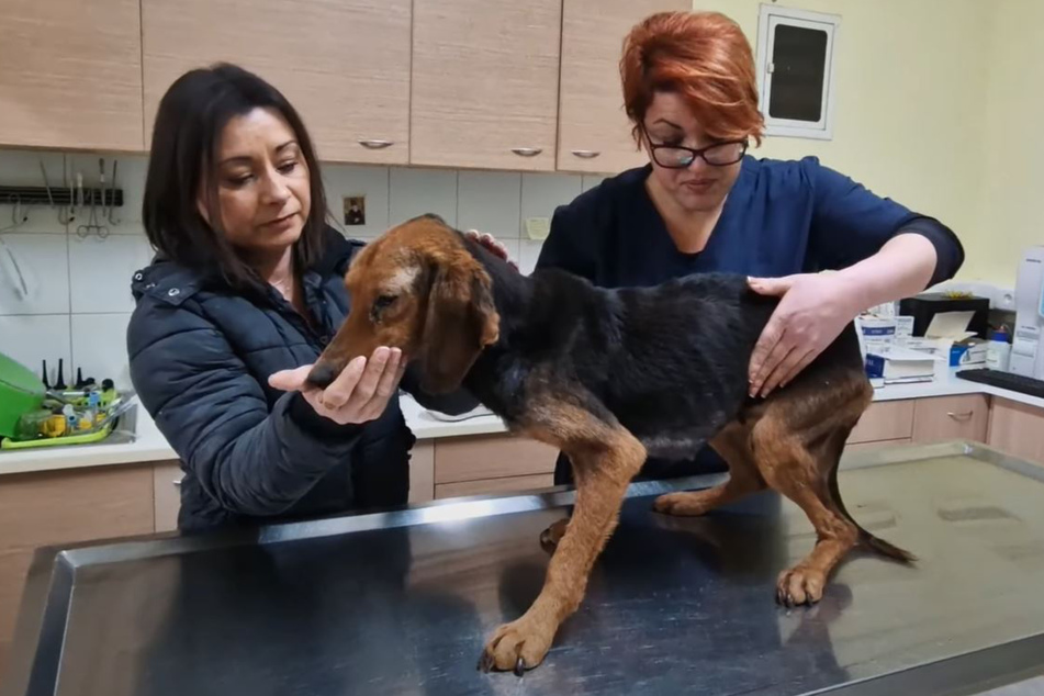 Two months of love and care turned this rescue dog into a brand-new healthy pooch!