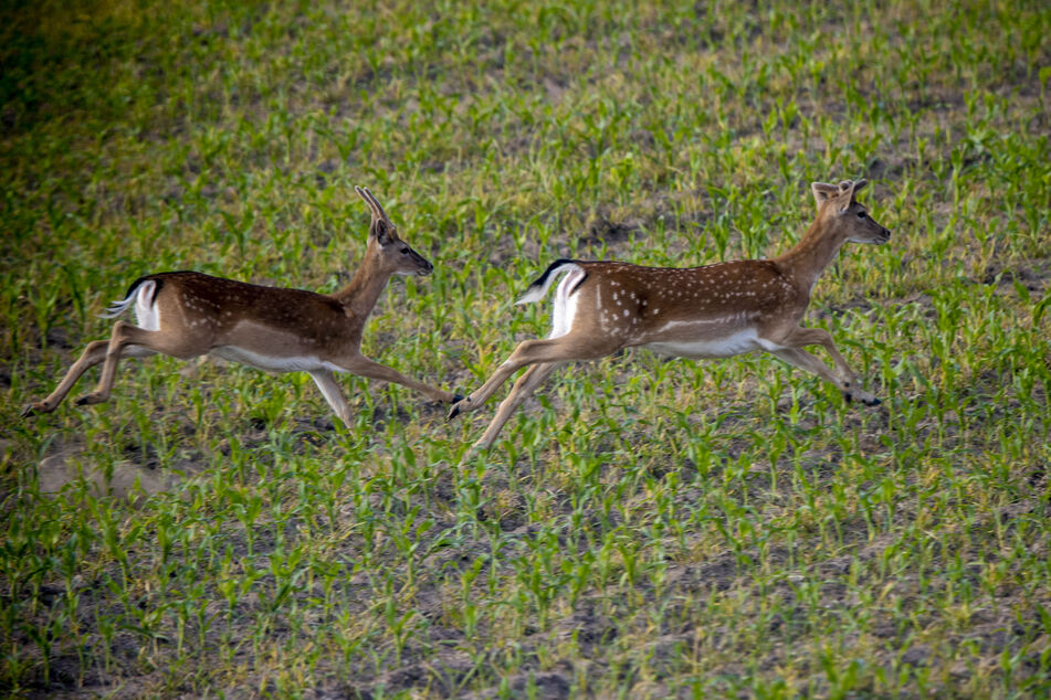 Auf Straßen durch Wälder ist Achtsamkeit geboten. Rehe könnten über die Fahrbahn laufen. (Symbolfoto)