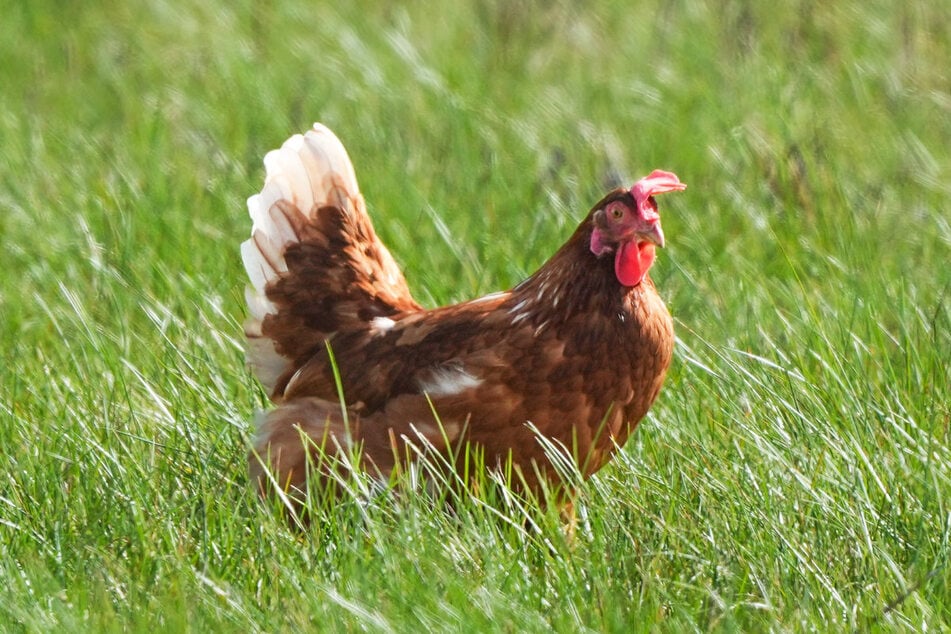 Nach dem Ausbruch einer Viruskrankheit mussten im Landkreis Erding 100.000 Legehennen getötet werden. (Symbolbild)
