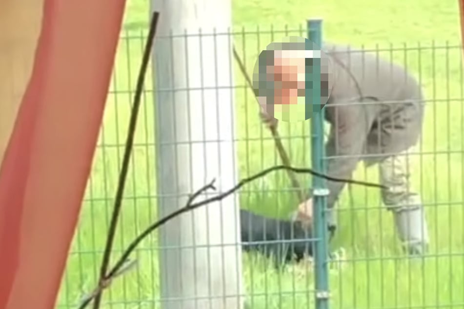 Besitzer schaut tatenlos zu: Jagdhund beißt Katze tot