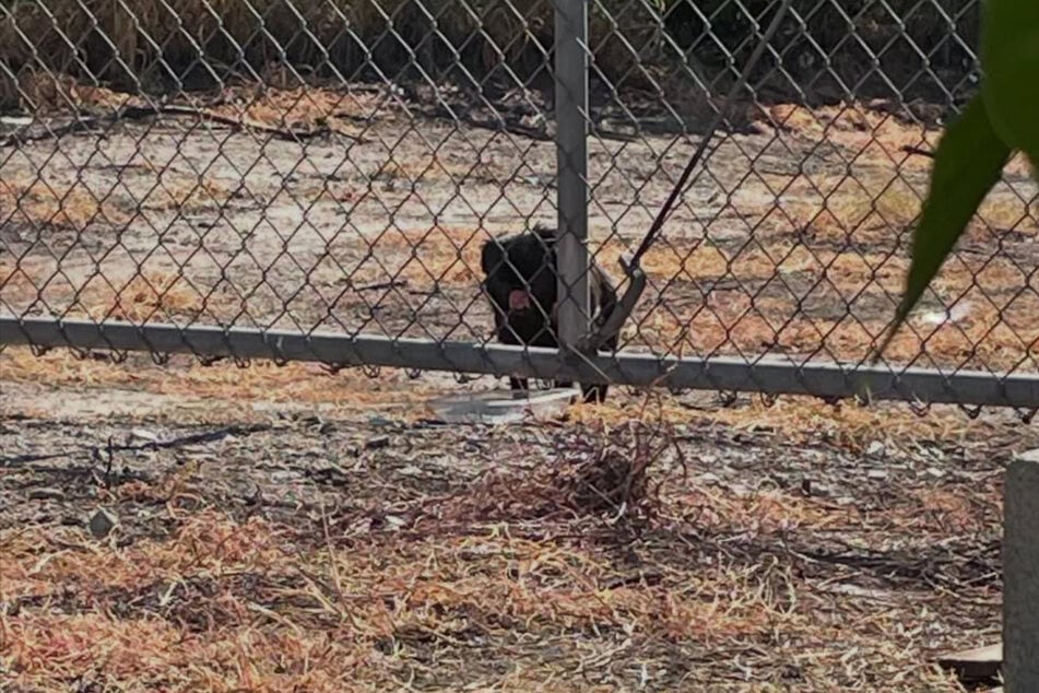 Die kleine Hündin war irgendwo im Nirgendwo ausgesetzt worden.
