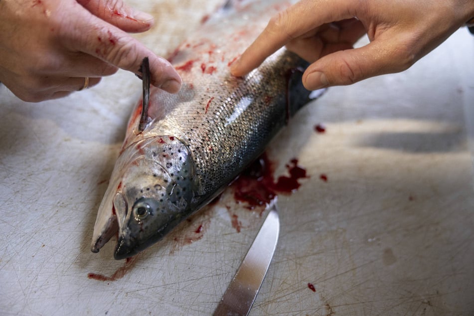 Norwegischer Zuchtlachs in einer Verkaufstheke auf dem Wochenmarkt: Lachs steht in Deutschland trotz Preisanstiegs hoch im Kurs - egal ob im Salat, auf Schwarzbrot, mit Meerrettich, geräuchert oder gegrillt.