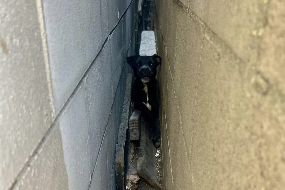 The dog was stuck in a 15-centimeter-wide gap.