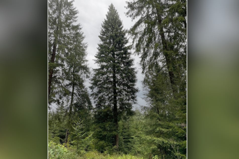 Die 27 Meter hohe Fichte steht bald auf dem Chemnitzer Markplatz.