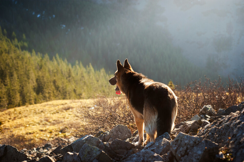 German shepherds are big, beautiful dogs.