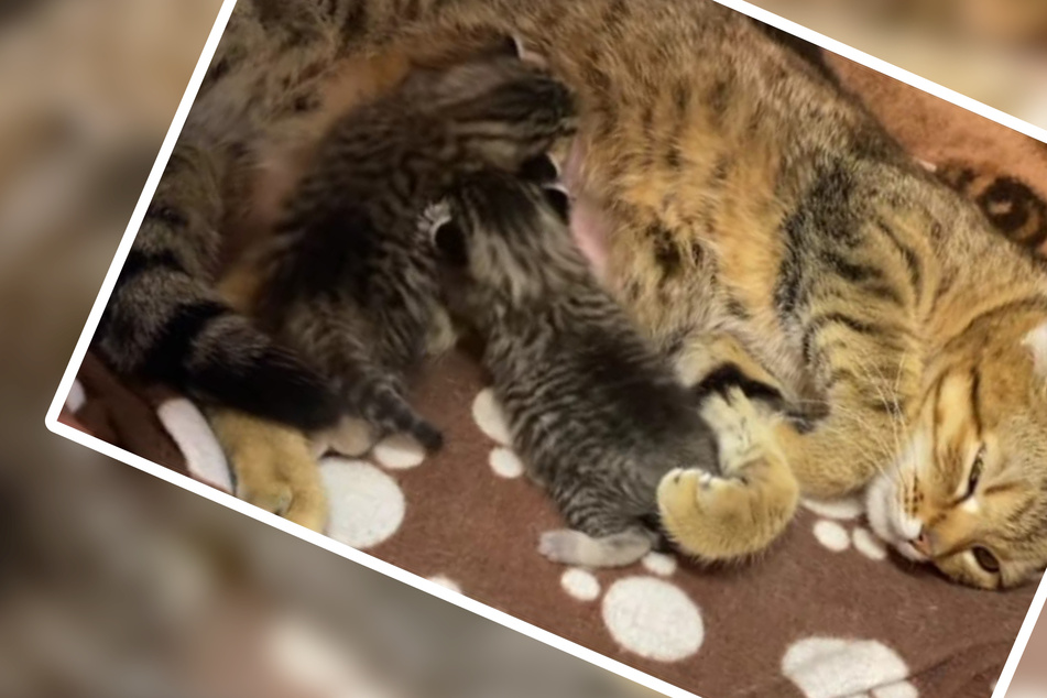 "Ist das Zucker!": Katzenbabys verzücken Follower