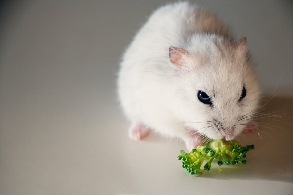 Was dürfen Hamster nicht fressen?