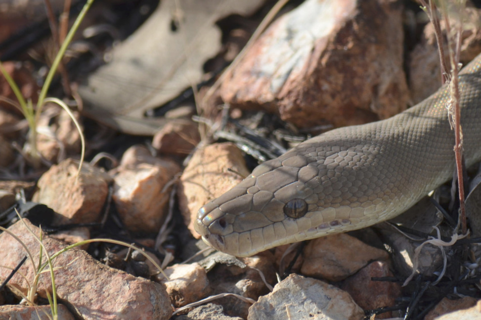 Giant snakes are not uncommon in Australia (symbolic photo).