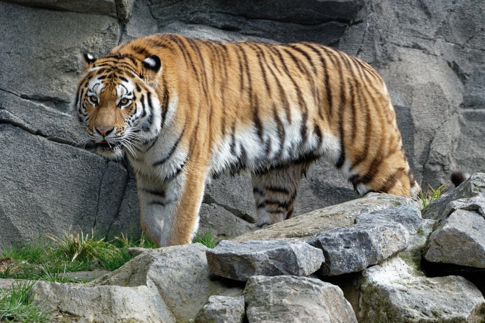 Große Katze: Kölner Zoo zeigt neuen sibirischen Tiger