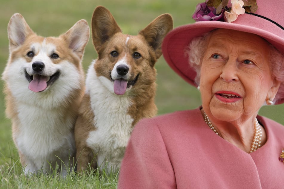 Queen Elizabeth II (94) is once again keeping corgis at the palace!