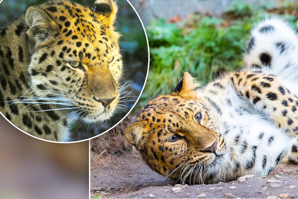 Neuer Kater im Zoo, Hormone von Leopardin spielen verrückt: "Es könnte jetzt passieren..."