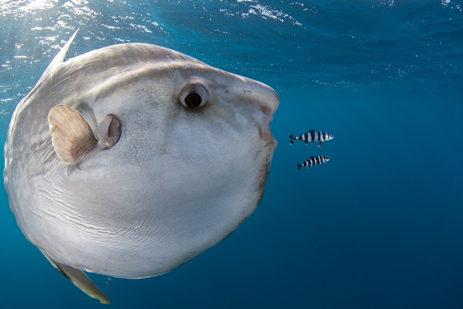 The Ocean Sunfish is a giant and bizarre sea creature that rivals many sharks in size.