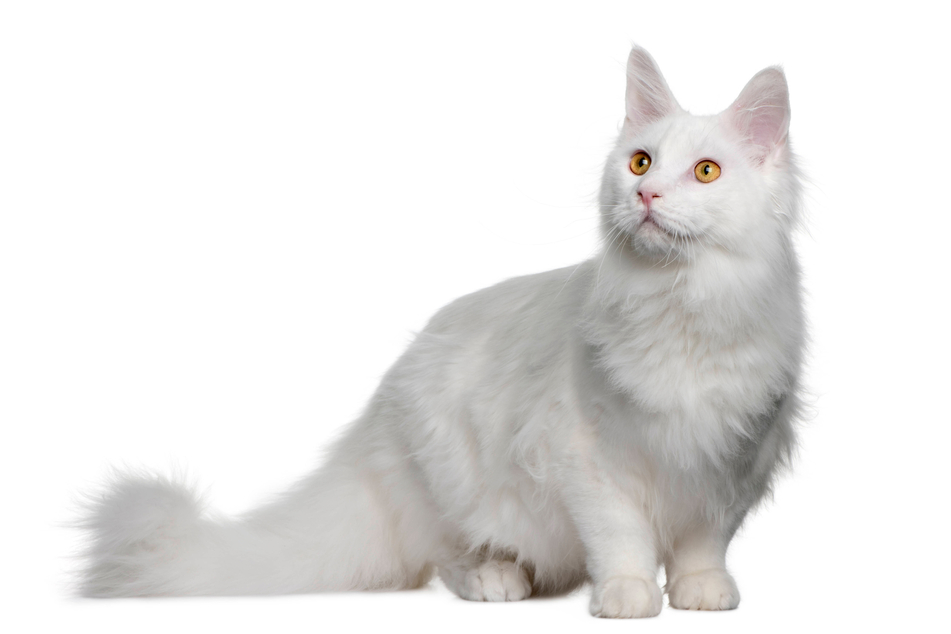 White Maine coons are some of the biggest and fluffiest in the world.
