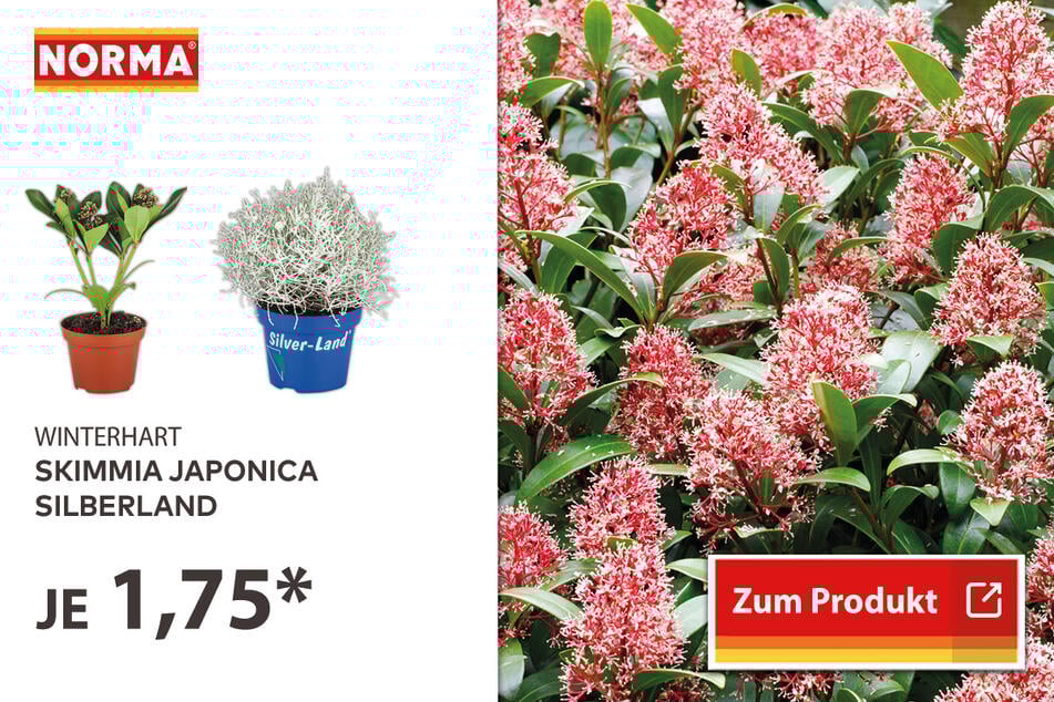 Skimmia Japonica/Silberland für 1,75 Euro.
