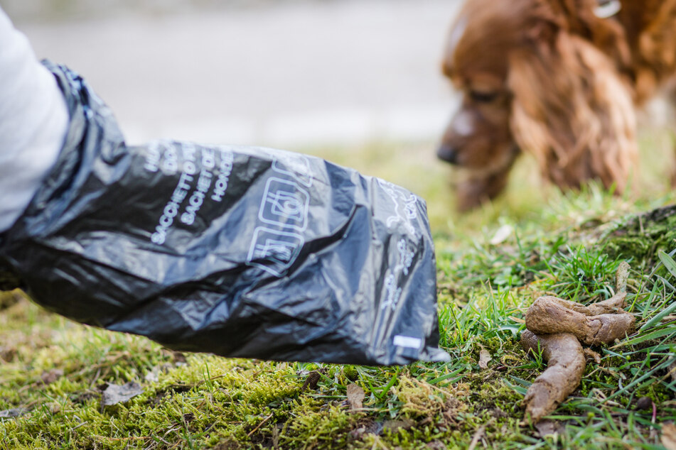 Streit zwischen zwei Frauen eskaliert: 33-Jährige entsorgt Hundekot in fremder Mülltonne