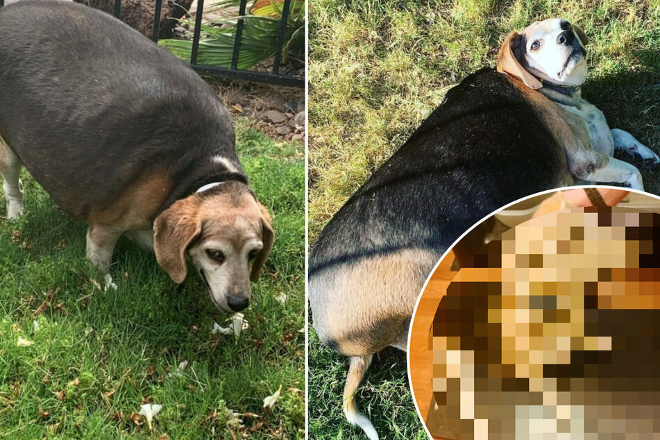 40-Kilo-Hund nimmt ab: Er sieht völlig anders aus!