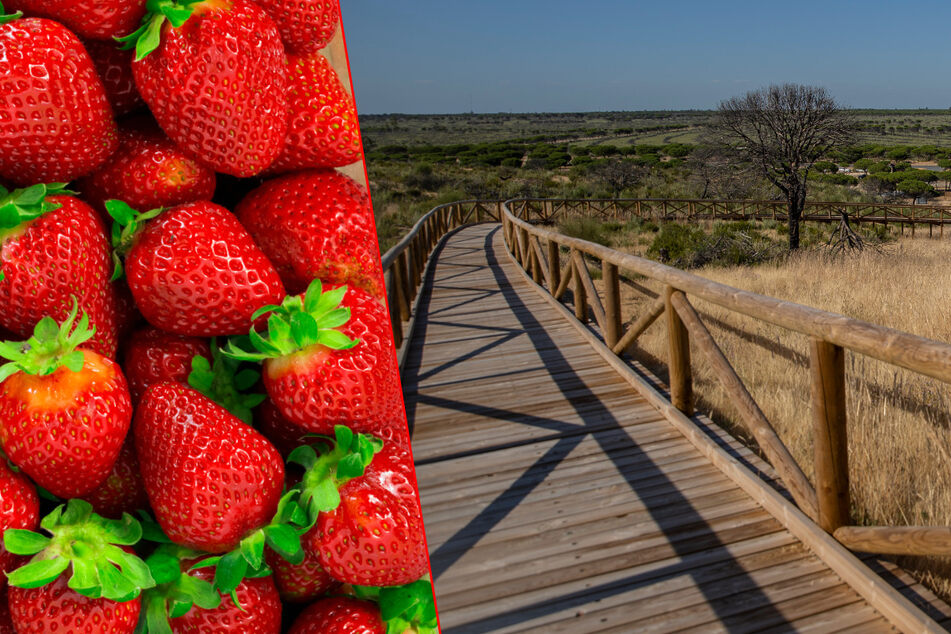 Erdbeeren und Urlauber machen dieses Naturparadies kaputt