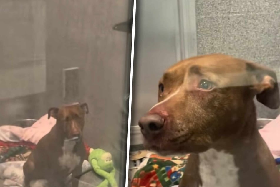 Hund ist erste Nacht im Tierheim: Pflegerin ist entsetzt, als sie morgens seinen Zwinger sieht