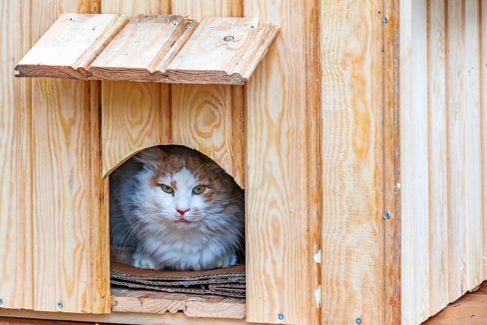 Eine Freigängerkatze braucht draußen wettergeschützte Rückzugsmöglichkeiten.