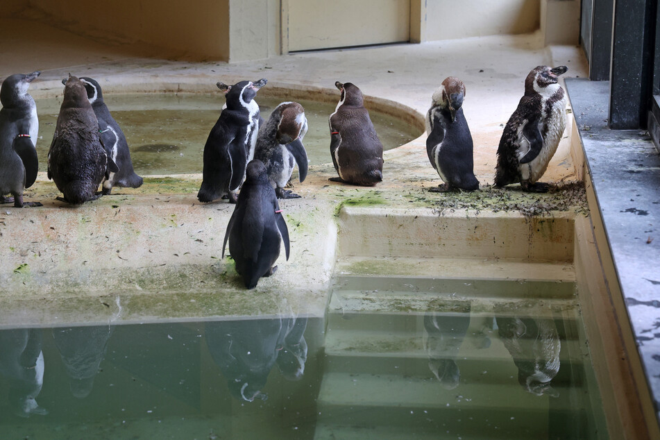 Die anderen Pinguine haben nun in einem Glashaus Unterschlupf gefunden.
