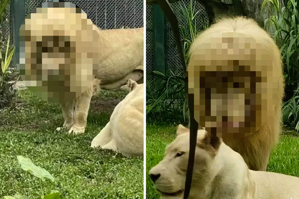 Zoo-Besucher sind begeistert, wie dieser Löwe aussieht!