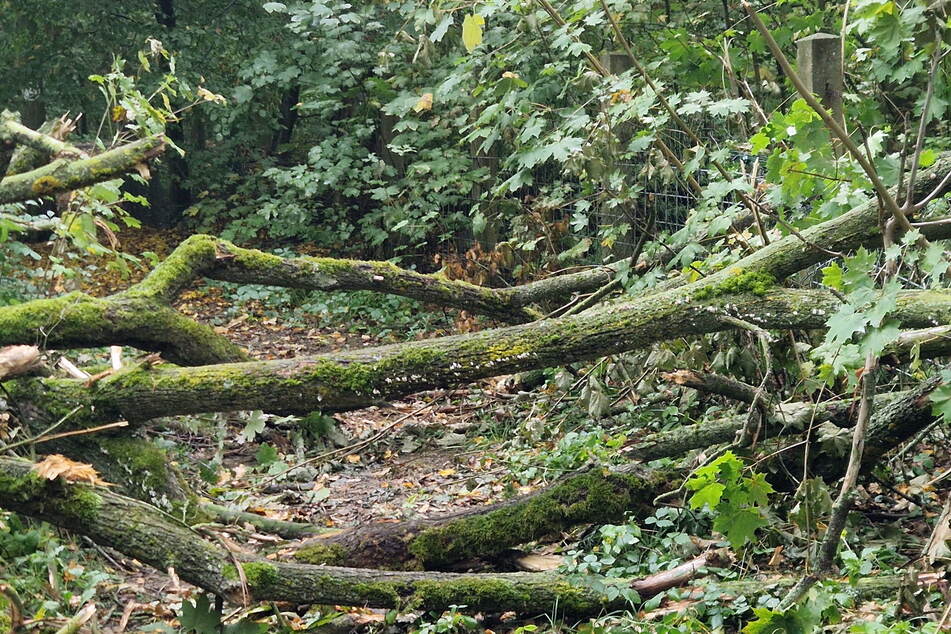 Gefährlicher Weg: Hinterm Leutzscher Schützenhof krachte dieser Baum auf einen bei Hundehaltern beliebten Weg und machte den Zaun der Schießplatzanlage platt.
