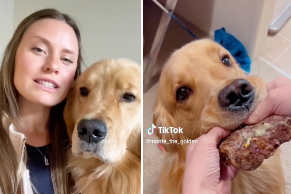 This golden retriever named Monty stole an entire steak, to the delight of the TikTok.