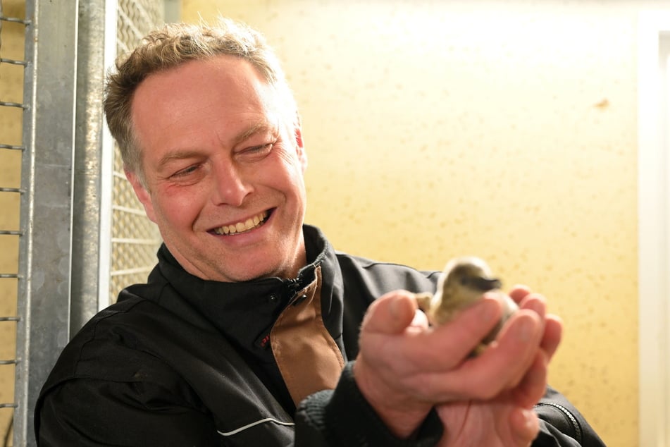 Mike Richter (54) vom Amerika-Tierpark Limbach-Oberfrohna freut sich über den gefiederten Nachwuchs.