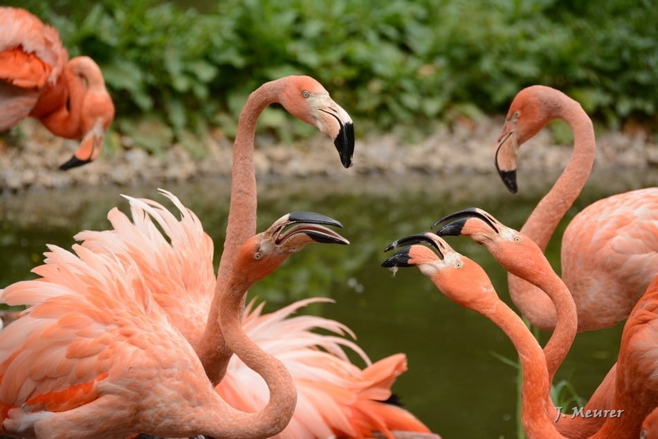 Flamingos, Alpakas oder Pinguine sind nur einige der zahlreichen Bewohner des Limbacher Tierparks.