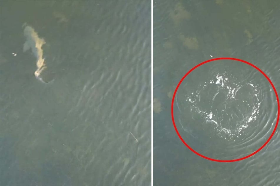 While shark attacks are a regular occurrence in Florida, encounters with the predators don't always end in tragedy!