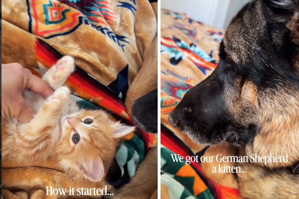 Kätzchen "Cheese" zog vor drei Wochen bei Teegan Braun und ihrem Schäferhund "Bear" ein.