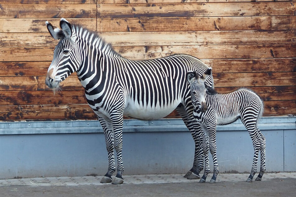 Auch, als das Kennenlernen mit den Zebras ansteht, die nur ein paar Tage vor Tamika Nachwuchs bekommen haben – den kleinen Silvester.
