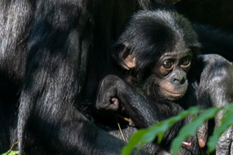 Susser Bonobo Im Kolner Zoo Geboren Balina Verzaubert Besucher Tag24
