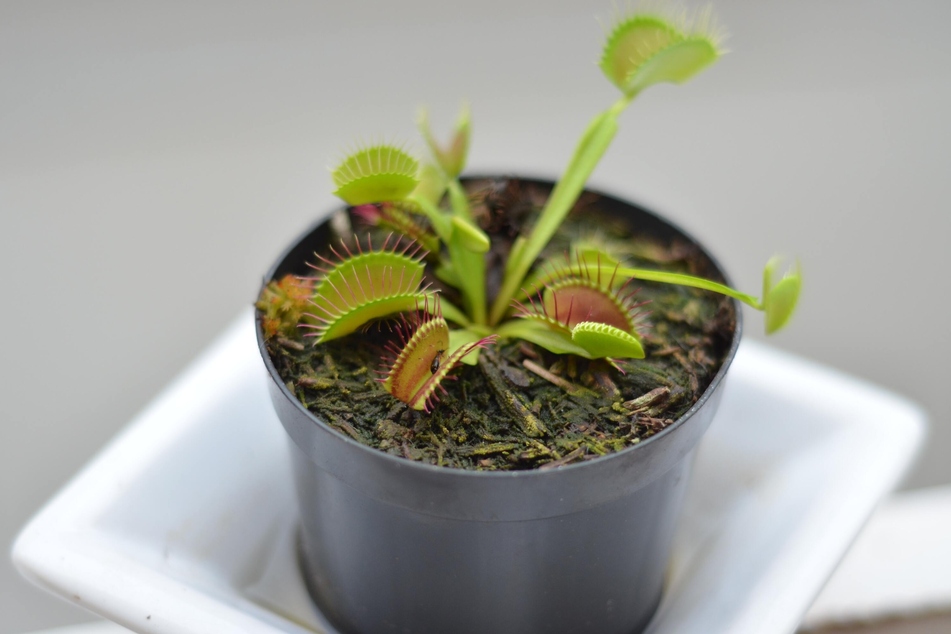Venus flytraps are common household plants as they reduce the amount of flies in the house.