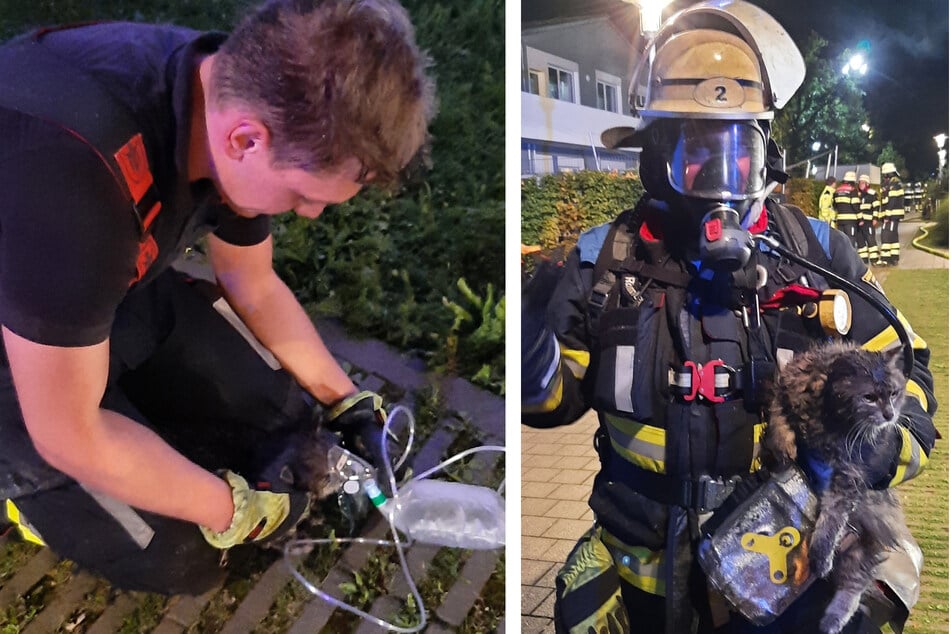 Die Feuerwehr konnte vier Katzen retten. Zwei kamen jedoch ums Leben.