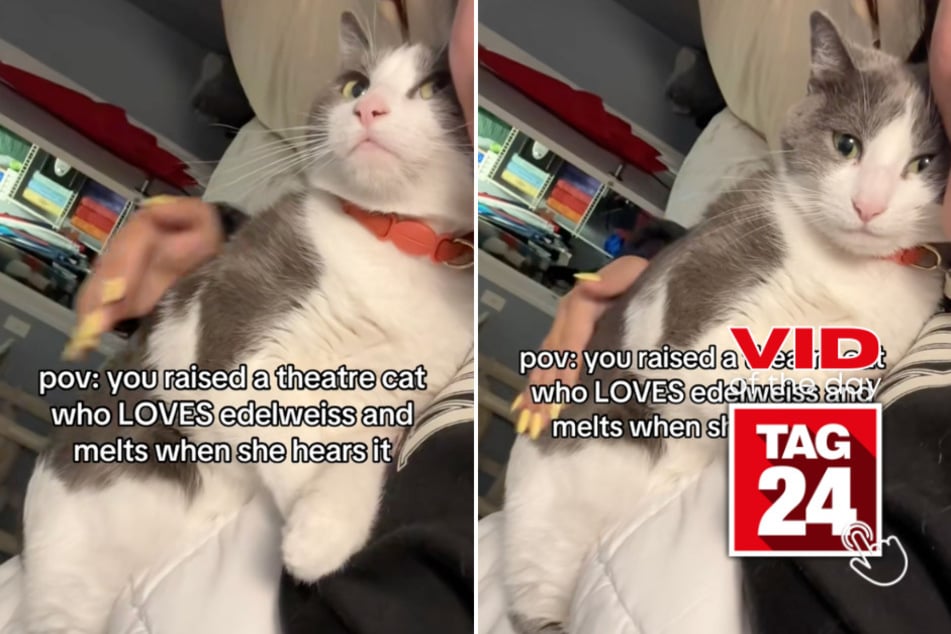 viral videos: Viral Video of the Day for July 3, 2025: Cat melts into owner's arms after hearing favorite song