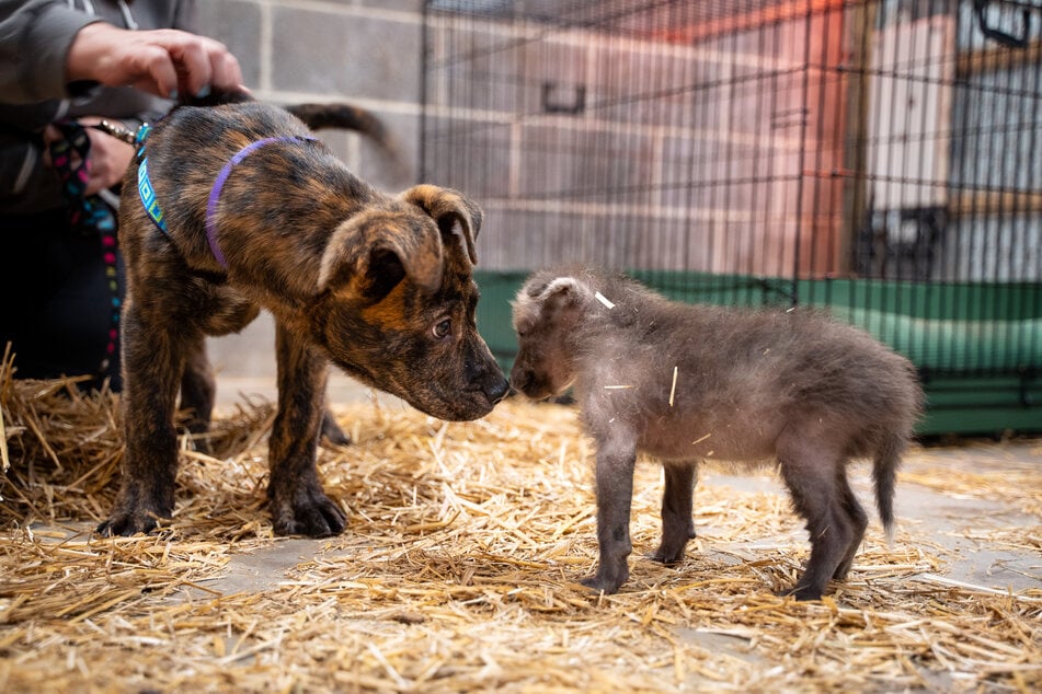 Slinky (l.) und Amora verstanden sich auf Anhieb.