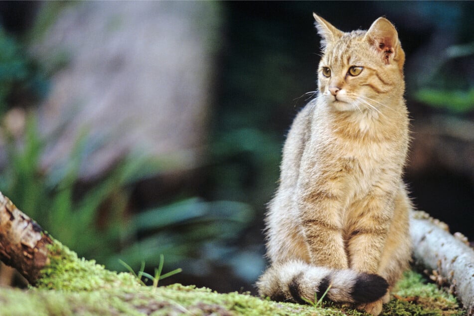 Wildkatzen sind scheu. Menschen bekommen sie in freier Wildbahn höchst selten zu Gesicht.