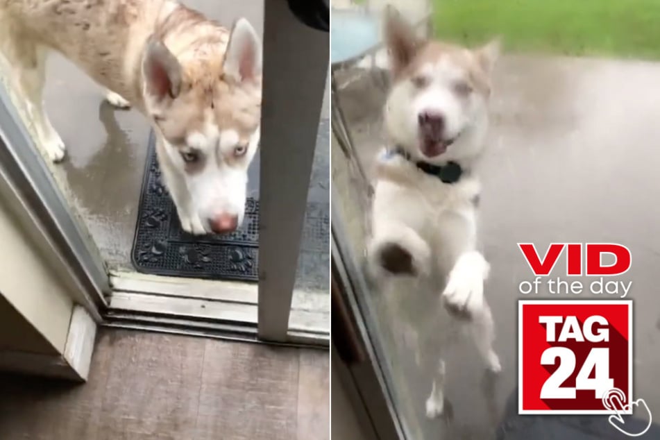 Today's Viral Video of the Day will leave you in shock with this incredible dog named Archer's fast escape from a lightning strike!