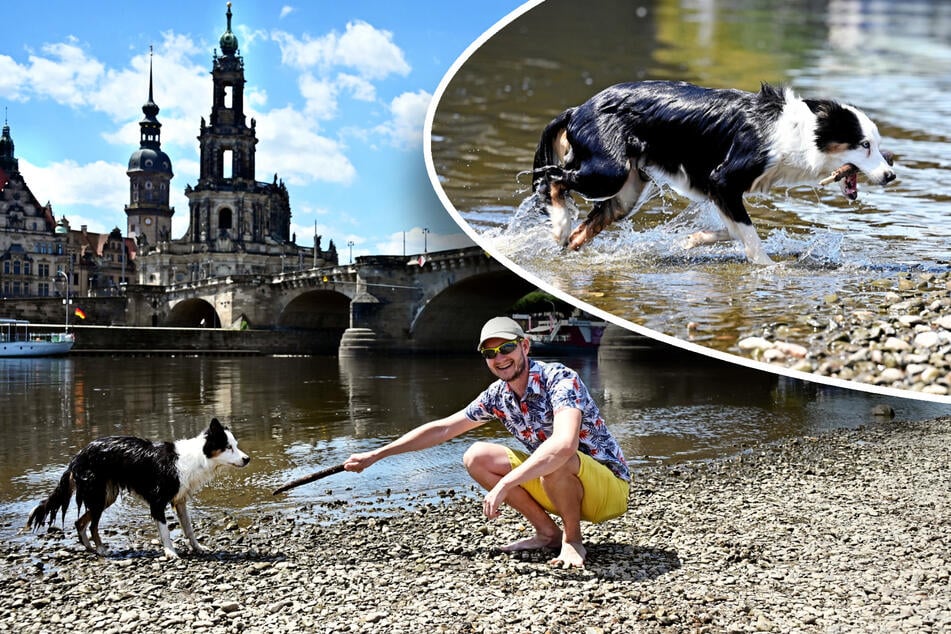 Dresden: Dürfen Hunde eigentlich in Brunnen planschen? So ist die Lage in Dresden