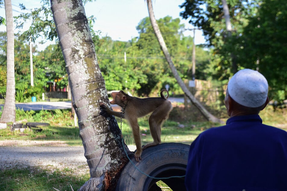 The chains are kept short, as the monkeys are seen as aggressive animals who could attack humans.