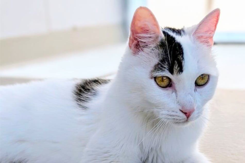 Treurig lot: kat Panda door zijn eigenaar mishandeld