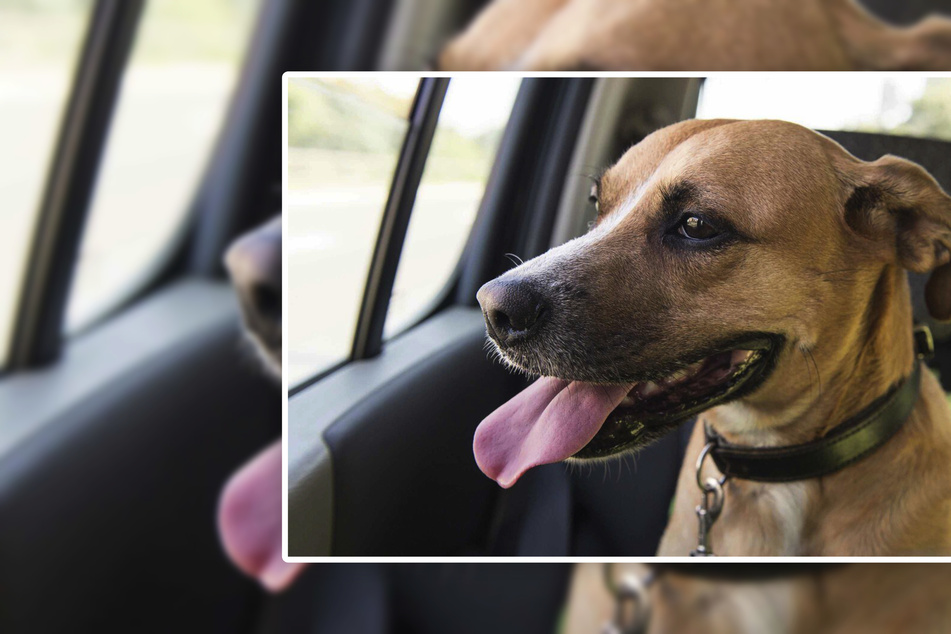 Feuerwehr warnt vor extremer Hitze: "Kinder und Hunde nicht im Auto lassen!"