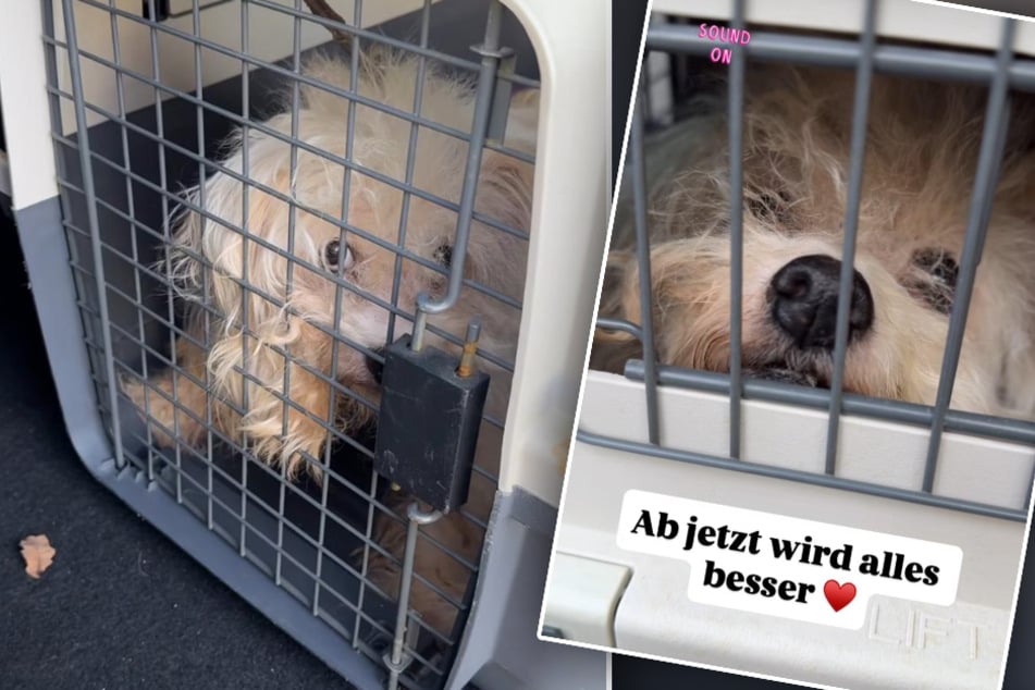 Die Kölner Tierretter holten die verwahrloste Fellnase aus seinem ehemaligen Zuhause und päppeln Bobby nun auf.