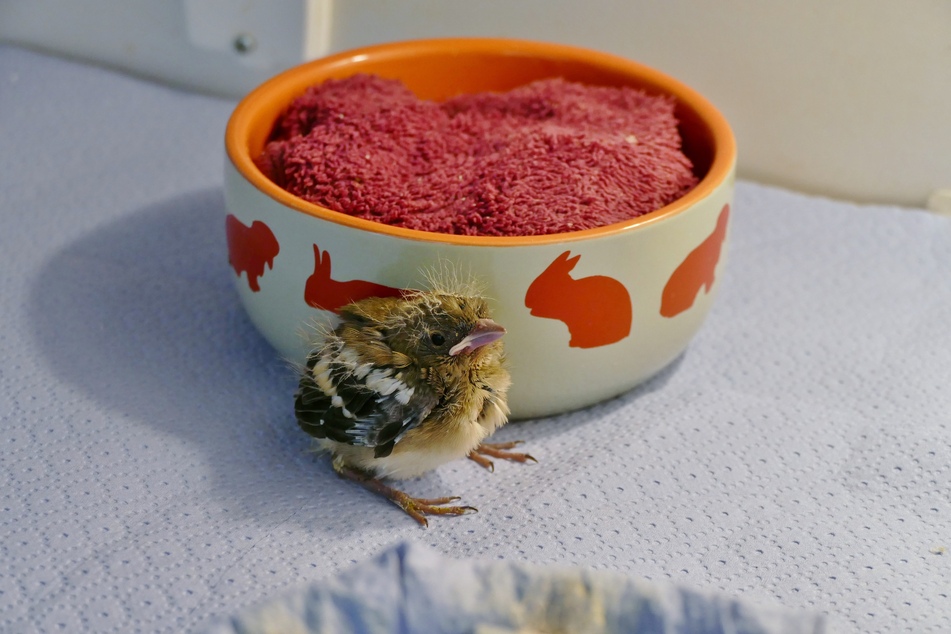 Ein junger Patient wartet in der Münchner Wildtierstation auf seine Fütterung.