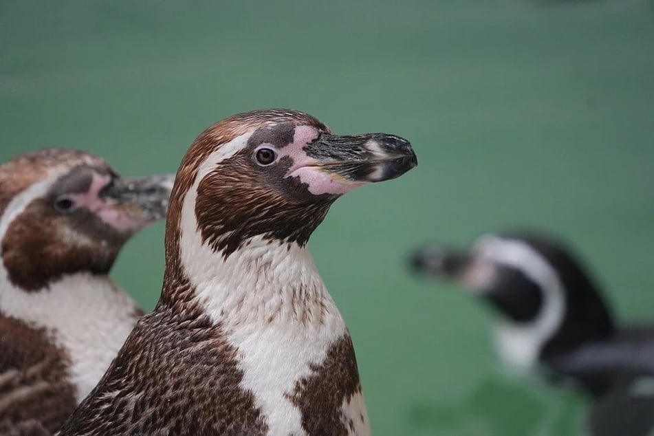 Die 27 Leipziger Humboldt-Pinguine sollten Zuwachs aus München bekommen.