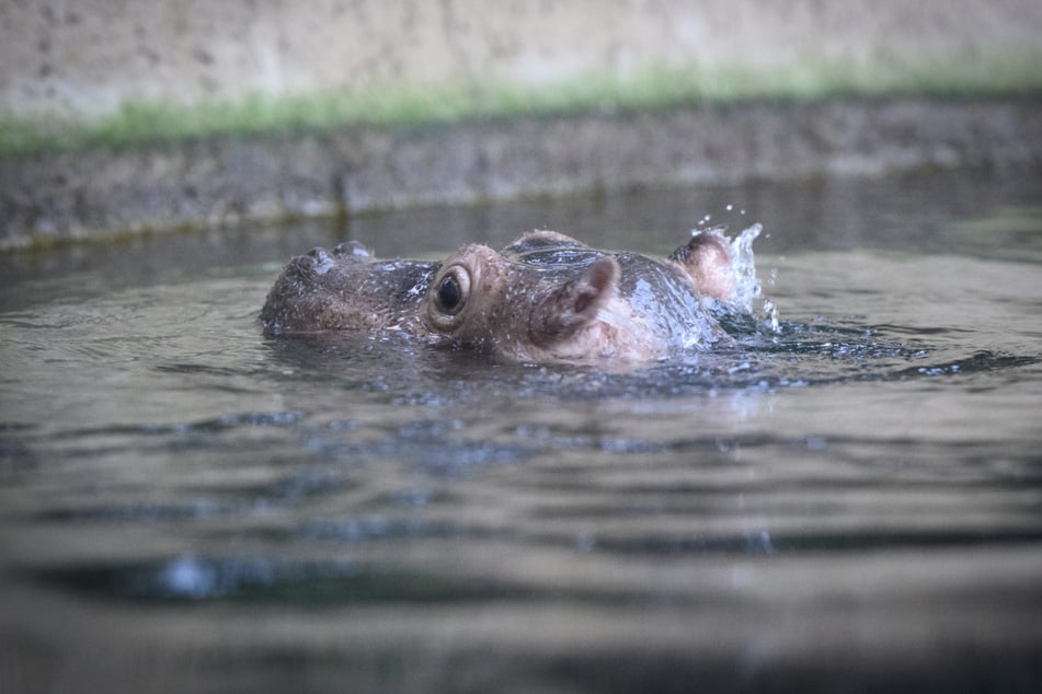 Kuckuck: Das Jungtier Willi Wackelöhrchen fühlt sich im Wasser wohl.