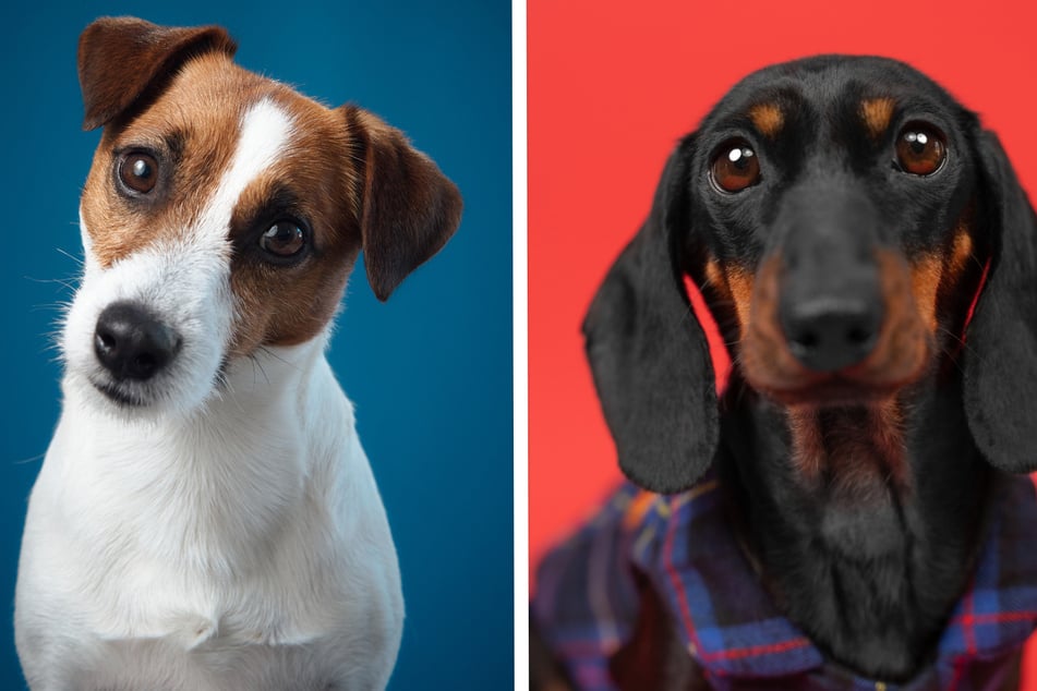 Jack Russell Terrier und Dackel zeugen Nachwuchs: Das kommt dabei heraus